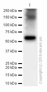 Western blot - Anti-Somatostatin Receptor 5 antibody [UMB4] (AB109495), expandable thumbnail