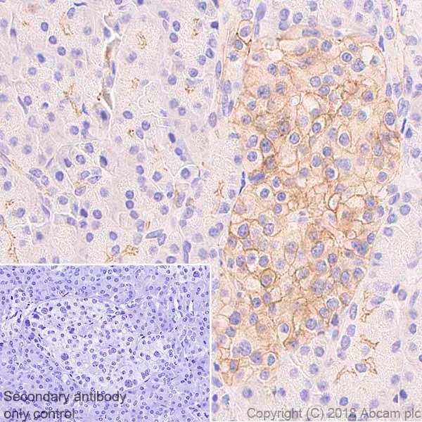 Immunohistochemistry (Formalin/PFA-fixed paraffin-embedded sections) - Anti-Somatostatin Receptor 5 antibody [UMB4] - BSA and Azide free (AB236074)