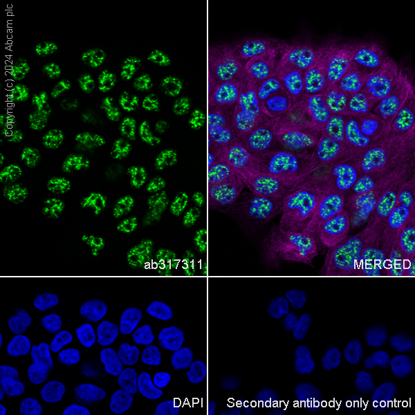 Immunocytochemistry/ Immunofluorescence - Anti-SON/DBP5 antibody [EPR28617-69] (AB317311), expandable thumbnail