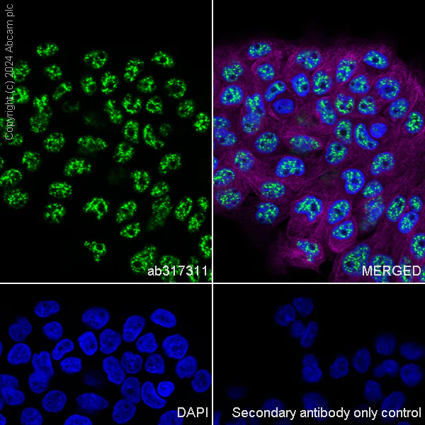 Immunocytochemistry/ Immunofluorescence - Anti-SON/DBP5 antibody [EPR28617-69] - BSA and Azide free (AB317312)
