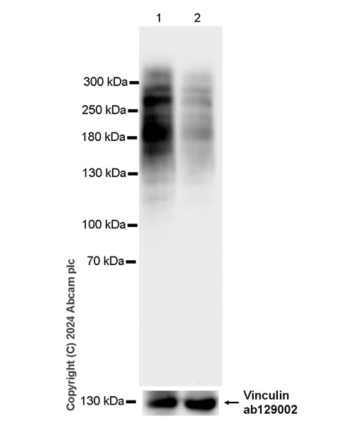 Western blot - Anti-SON/DBP5 antibody [EPR28617-69] - BSA and Azide free (AB317312)
