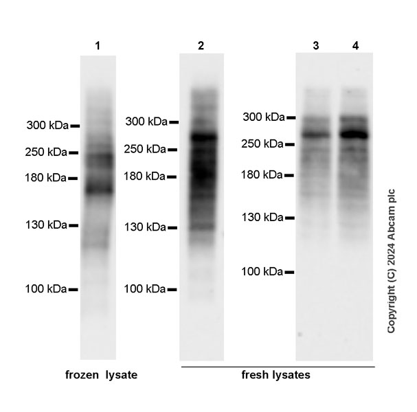 Western blot - Anti-SON/DBP5 antibody [EPR28617-69] - BSA and Azide free (AB317312), expandable thumbnail
