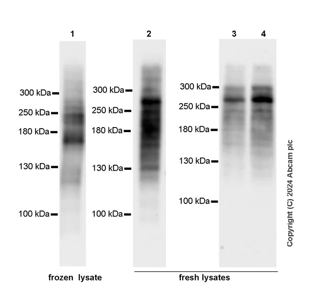 Western blot - Anti-SON/DBP5 antibody [EPR28617-69] - BSA and Azide free (AB317312)