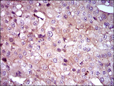 Immunohistochemistry (Formalin/PFA-fixed paraffin-embedded sections) - Anti-Sonic Hedgehog antibody [5H4] (AB135240), expandable thumbnail