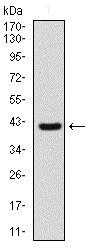 Western blot - Anti-Sonic Hedgehog antibody [5H4] (AB135240), expandable thumbnail