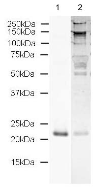 Western blot - Anti-Sonic Hedgehog antibody (AB19897), expandable thumbnail