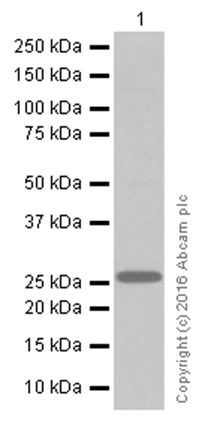 Western blot - Anti-Sonic Hedgehog antibody [EP1190Y] (ab53281), expandable thumbnail