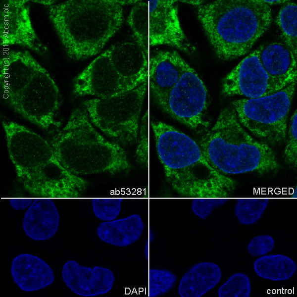 Immunocytochemistry/ Immunofluorescence - Anti-Sonic Hedgehog antibody [EP1190Y] - BSA and Azide free (ab175180), expandable thumbnail