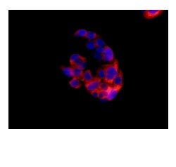 Immunocytochemistry/ Immunofluorescence - Anti-Sonic Hedgehog antibody [EP1190Y] - BSA and Azide free (ab175180), expandable thumbnail