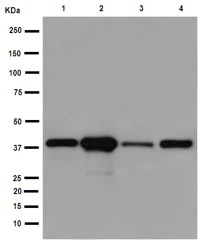 Western blot - Anti-Sorbitol Dehydrogenase antibody [EPR15857] - BSA and Azide free (AB250982), expandable thumbnail