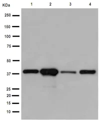 Western blot - Anti-Sorbitol Dehydrogenase antibody [EPR15857] - BSA and Azide free (AB250982)