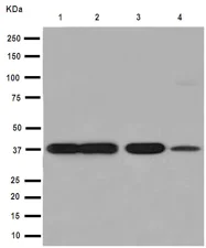 Western blot - Anti-Sorbitol Dehydrogenase antibody [EPR15857] - BSA and Azide free (AB250982)