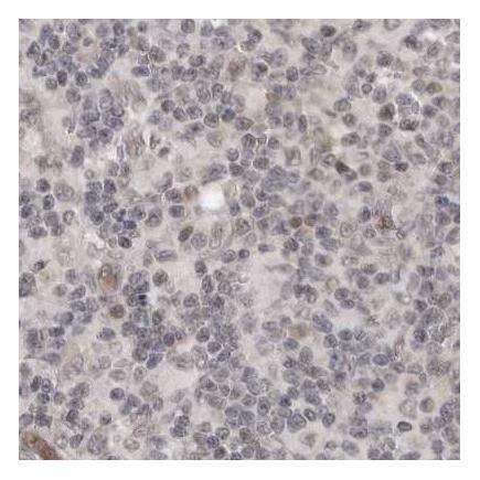 Immunohistochemistry (Formalin/PFA-fixed paraffin-embedded sections) - Anti-SORBS1 antibody (AB224129)