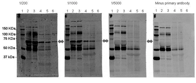 Western blot - Anti-SORBS1 antibody (AB4551)