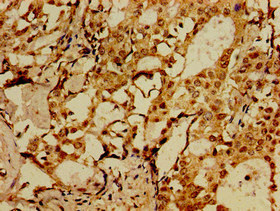 Immunohistochemistry (Formalin/PFA-fixed paraffin-embedded sections) - Anti-SorCS1 antibody (AB237618)