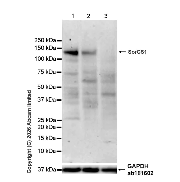 Western blot - Anti-SorCS1 antibody [EPR30536-522] (AB325598)