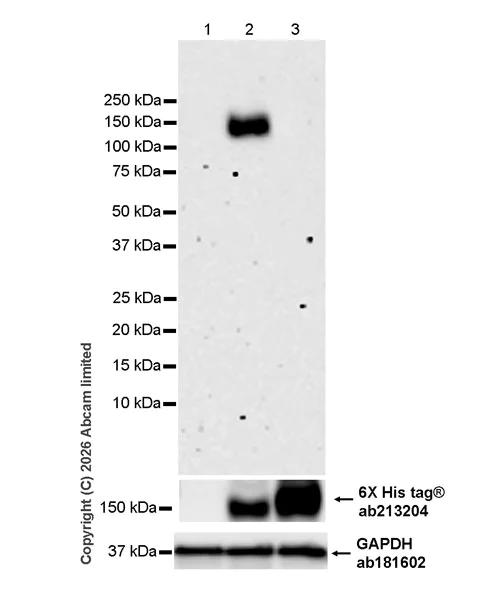 Western blot - Anti-SorCS1 antibody [EPR30536-522] (AB325598)