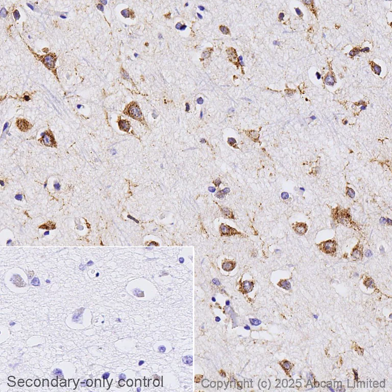 Immunohistochemistry (Formalin/PFA-fixed paraffin-embedded sections) - Anti-SorLA/SORL1 antibody [EPR14670] - BSA and Azide free (AB240311)