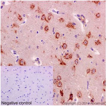 Immunohistochemistry (Formalin/PFA-fixed paraffin-embedded sections) - Anti-SorLA/SORL1 antibody [EPR14670] - BSA and Azide free (AB240311)