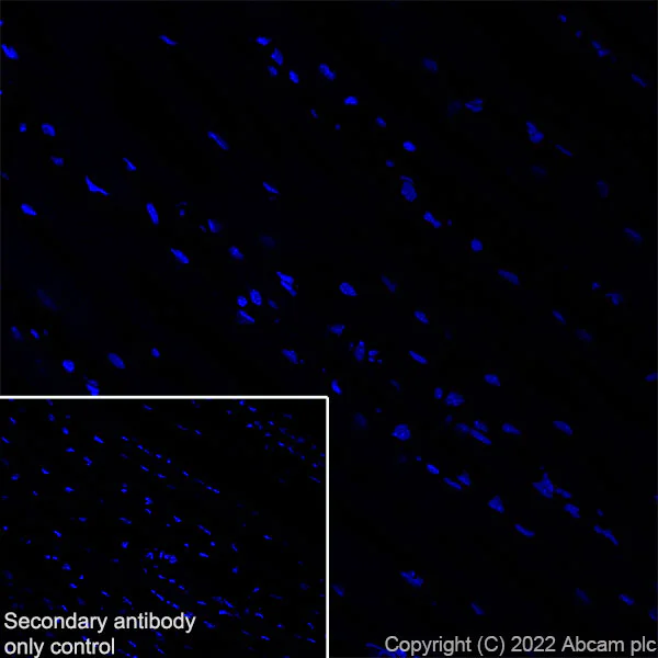 Immunohistochemistry (Frozen sections) - Anti-SorLA/SORL1 antibody [EPR23262-4] (AB302508)