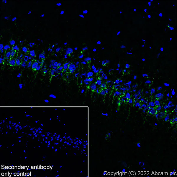 Immunohistochemistry (Frozen sections) - Anti-SorLA/SORL1 antibody [EPR23262-4] (AB302508)