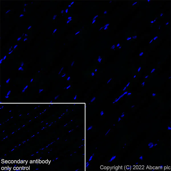 Immunohistochemistry (Frozen sections) - Anti-SorLA/SORL1 antibody [EPR23262-4] (AB302508)