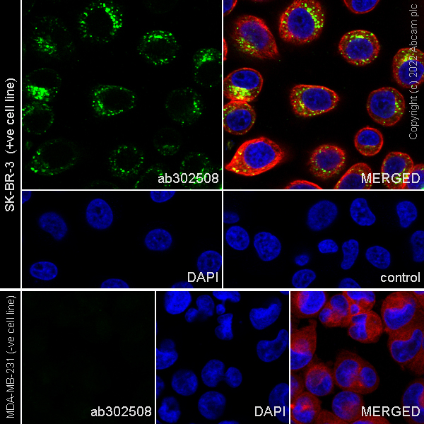 Immunocytochemistry/ Immunofluorescence - Anti-SorLA/SORL1 antibody [EPR23262-4] (BSA and Azide free) (ab302509), expandable thumbnail