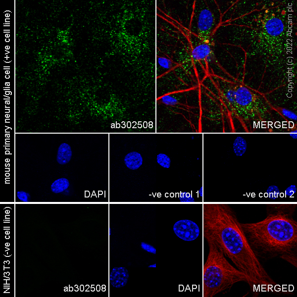 Immunocytochemistry/ Immunofluorescence - Anti-SorLA/SORL1 antibody [EPR23262-4] (BSA and Azide free) (ab302509), expandable thumbnail