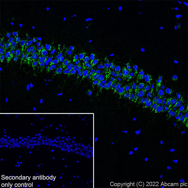 Immunohistochemistry (Frozen sections) - Anti-SorLA/SORL1 antibody [EPR23262-4] (BSA and Azide free) (AB302509)