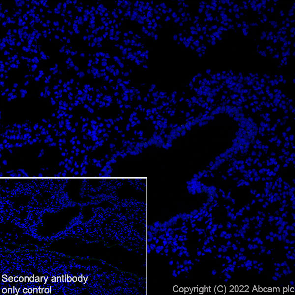 Immunohistochemistry (Frozen sections) - Anti-SorLA/SORL1 antibody [EPR23262-4] (BSA and Azide free) (AB302509), expandable thumbnail