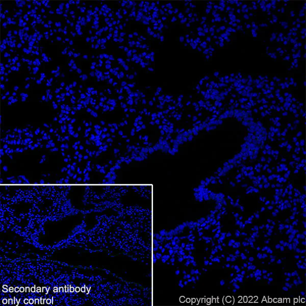 Immunohistochemistry (Frozen sections) - Anti-SorLA/SORL1 antibody [EPR23262-4] (BSA and Azide free) (AB302509)