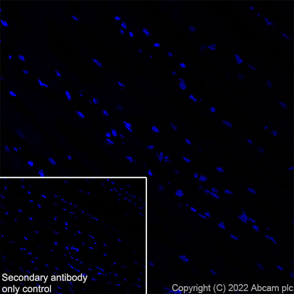 Immunohistochemistry (Frozen sections) - Anti-SorLA/SORL1 antibody [EPR23262-4] (BSA and Azide free) (AB302509), expandable thumbnail