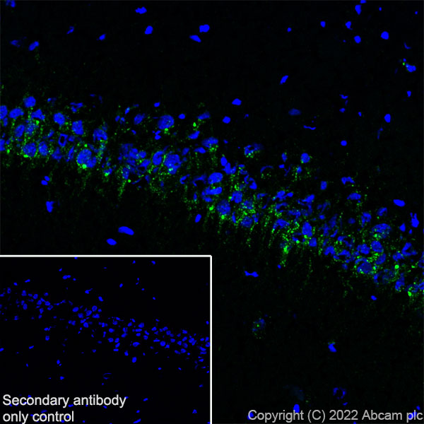 Immunohistochemistry (Frozen sections) - Anti-SorLA/SORL1 antibody [EPR23262-4] (BSA and Azide free) (AB302509), expandable thumbnail