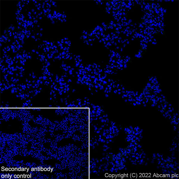 Immunohistochemistry (Frozen sections) - Anti-SorLA/SORL1 antibody [EPR23262-4] (BSA and Azide free) (AB302509), expandable thumbnail