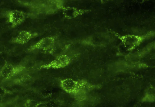 Immunohistochemistry (PFA perfusion fixed frozen sections) - Anti-Sortilin/NT3 antibody (AB16640)