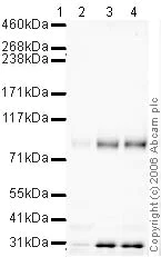Western blot - Anti-Sortilin/NT3 antibody (AB16640)