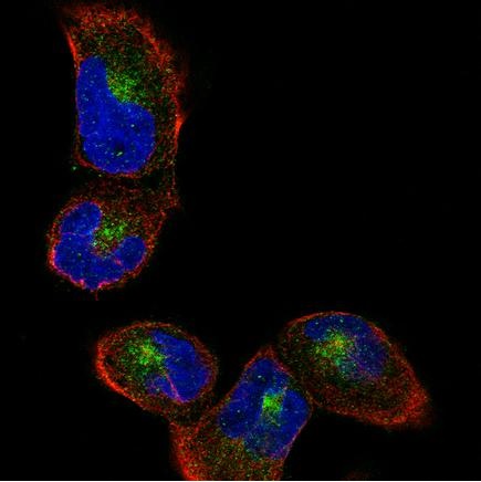 Immunocytochemistry/ Immunofluorescence - Anti-Sortilin/NT3 antibody [CL6526] (AB243043), expandable thumbnail