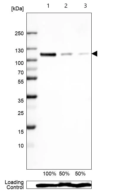 Western blot - Anti-Sortilin/NT3 antibody [CL6526] (AB243043)