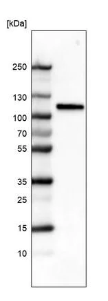Western blot - Anti-Sortilin/NT3 antibody [CL6526] (AB243043)