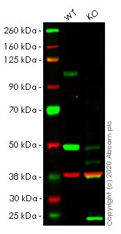 Western blot - Anti-Sortilin/NT3 antibody [EPR15010] - BSA and Azide free (AB271955)