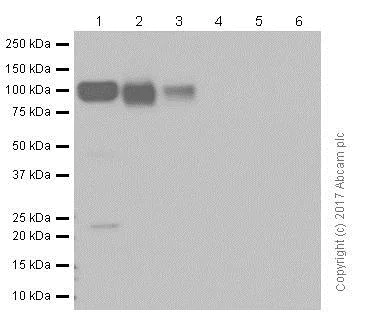 Western blot - Anti-Sortilin/NT3 antibody [EPR15010] - BSA and Azide free (AB271955)