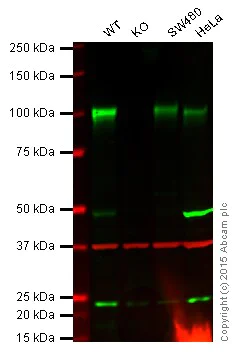 Western blot - Anti-Sortilin/NT3 antibody [EPR15010] - BSA and Azide free (AB271955)