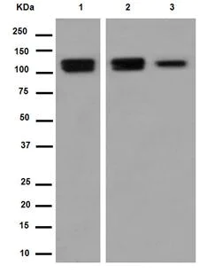 Western blot - Anti-Sortilin/NT3 antibody [EPR15010] - BSA and Azide free (AB271955)