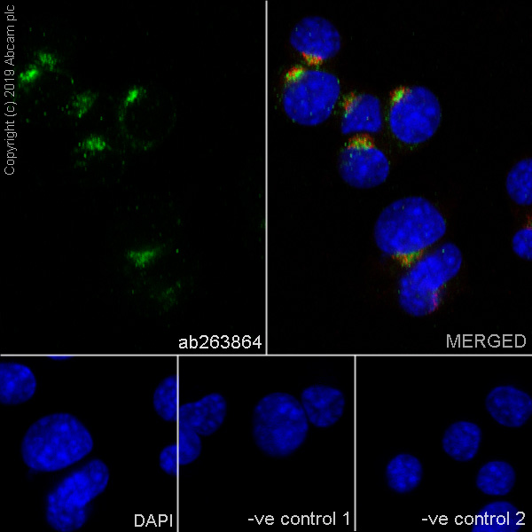Immunocytochemistry/ Immunofluorescence - Anti-Sortilin/NT3 antibody [EPR23093-58] (AB263864), expandable thumbnail