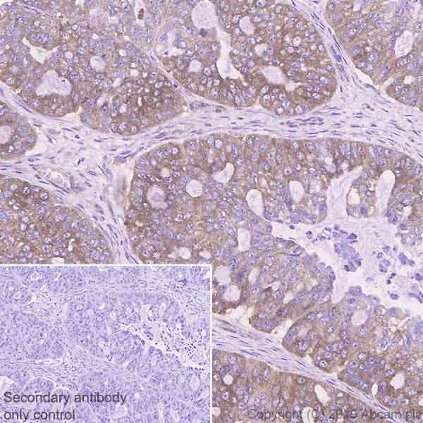 Immunohistochemistry (Formalin/PFA-fixed paraffin-embedded sections) - Anti-Sortilin/NT3 antibody [EPR23093-58] (ab263864), expandable thumbnail