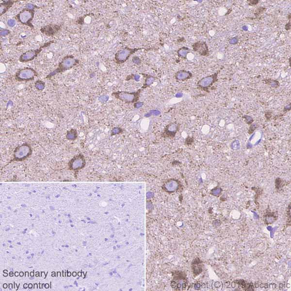Immunohistochemistry (Formalin/PFA-fixed paraffin-embedded sections) - Anti-Sortilin/NT3 antibody [EPR23093-58] (ab263864), expandable thumbnail