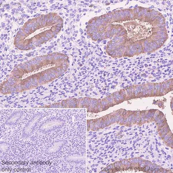 Immunohistochemistry (Formalin/PFA-fixed paraffin-embedded sections) - Anti-Sortilin/NT3 antibody [EPR23093-58] (AB263864)