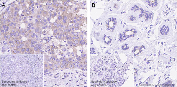 Immunohistochemistry (Formalin/PFA-fixed paraffin-embedded sections) - Anti-Sortilin/NT3 antibody [EPR23093-58] (ab263864), expandable thumbnail