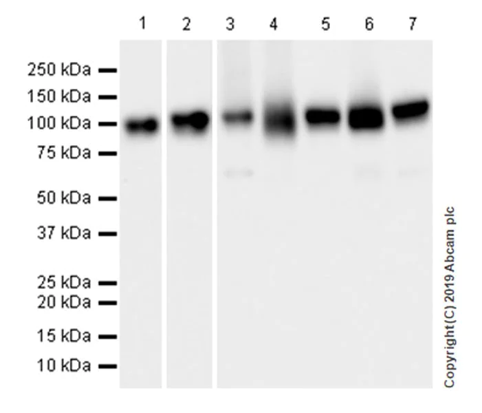 Western blot - Anti-Sortilin/NT3 antibody [EPR23093-58] (AB263864)