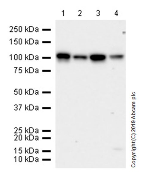 Western blot - Anti-Sortilin/NT3 antibody [EPR23093-58] (AB263864), expandable thumbnail